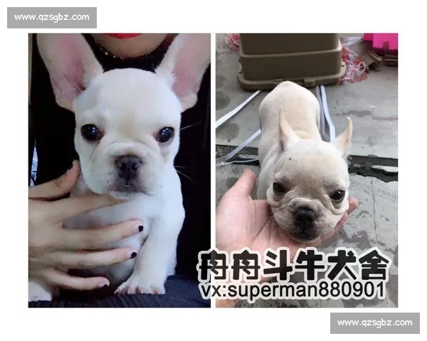 安德烈斗牛犬vs：力量对决与性格解析的全景观察与深度解读